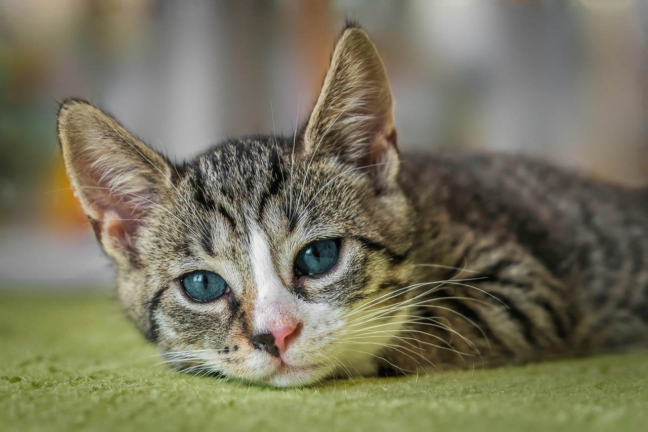 vet care animal hospital